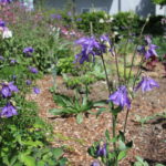 Baumfründ Naturgarten Beratung